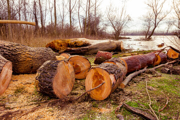 Fresh sawn trunks, logs of wood on ground, ready for transport