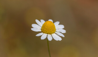 Close-up of common daisy, turkish name "papatya"