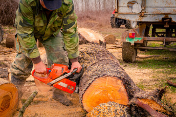 Woodcutter, logger, is cutting firewood, logs of wood, with motor chainsaw