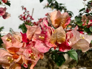 close up of some pink paper flowers