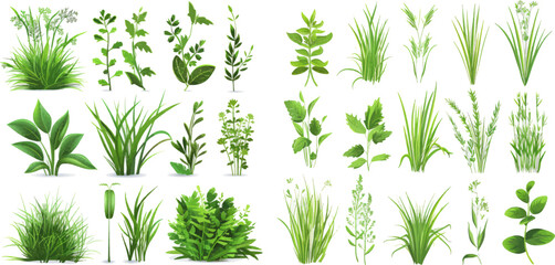 Fresh plants, garden seasonal growth grass, botanical greens, herbs and leaves vector isolated icons set - obrazy, fototapety, plakaty