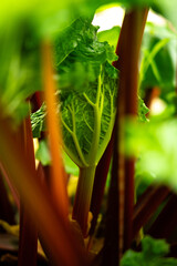 close up of small rhubarb leaves