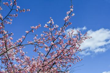 京都 淀水路の河津桜	
