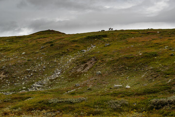 Reindeer wild animal wilderness hill Kungsleden hiking trail landscape northern Sweden Arctic Circle autumn cloudy day background