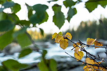 Cold sunrise on a hiking trail Kungsleden  in northern Sweden above the Arctic Circle in the early autumn by the river Gamájåhkå in Kvikkjokk with white water rapids and birch tree