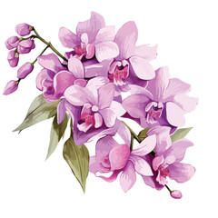 Fototapeta na wymiar Lilac Dendrobium clipart clipart isolated on white background