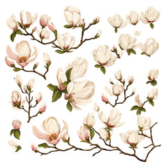 Magnolia Branches Clipart clipart isolated on white background