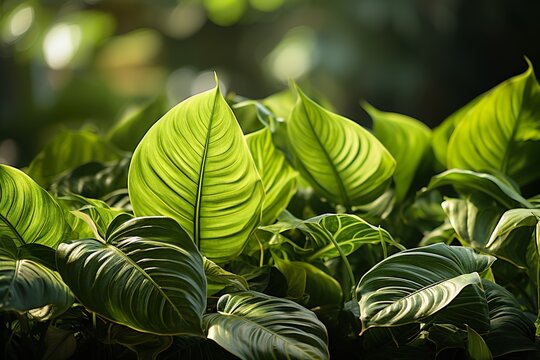 stylist and royal Closeup of tropical green plants under the rays of the morning sun, space for text