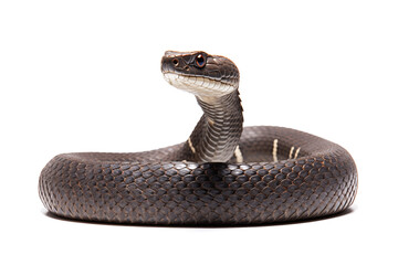 Fototapeta premium realistic photograph of a cobra on white background