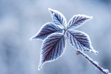 frost on a leaf