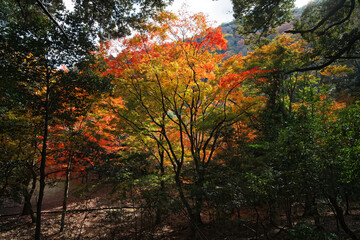 Arashiyama in Autumn in Kyoto, Japan
