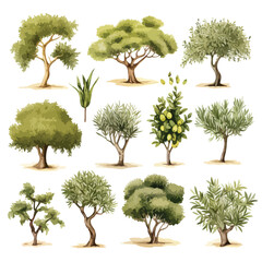 Olive Trees Clipart