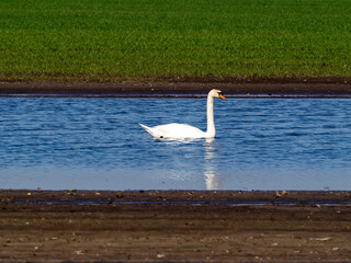 Schwan