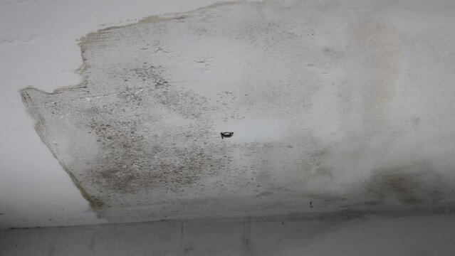 Water drop from ceiling panels with fungus in house from water pipes damaged or rainy leaked. Office building or house problem for house roof service.