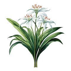 Fototapeta na wymiar Palm Lily clipart clipart isolated on white background
