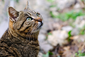 Portrait of a street striped cat.