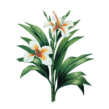 Palm Lily clipart clipart isolated on white background