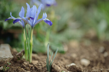 Golden netted iris (Iris reticulata). Space for your text.