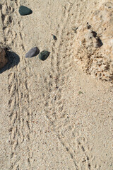 Typical tracks of a hermit crab (Genus paguroidea) in the sand of a beach.