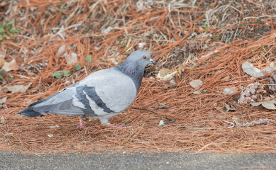 A pigeon found in the park. Columbidae