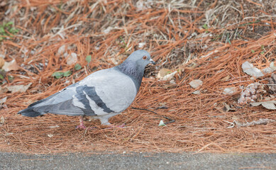 Fototapeta premium A pigeon found in the park. Columbidae