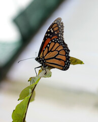 Fototapeta na wymiar un papillon monarque en dégustation