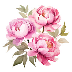 Peonies Watercolor Clipart clipart isolated on white