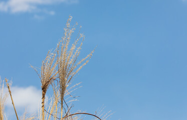 Silver grass swaying in the winter wind. eulalia, Chinese silver grass, Miscanthus sinensis