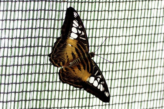un papilon pos&eacute; sur le grillage