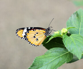 un grande finesse pour ce petit papillon jaune