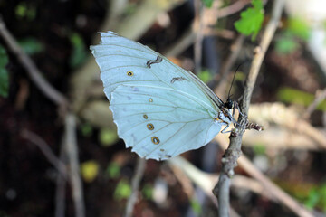 un joli papillon bleu