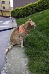 Cat with harness - 763027603