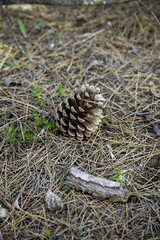 Pine cone in the forest - 763027620