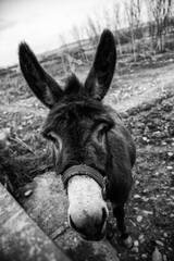 Donkey on a farm - 763027623