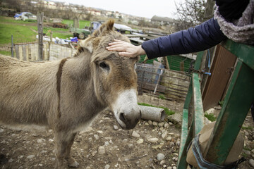 Donkey on a farm - 763027645
