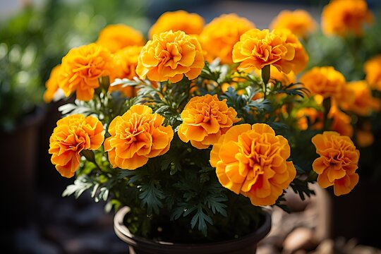 stylist and royal Marigold flowers or tagetes marigolds or ganda. Orange flower in garden, space for text
