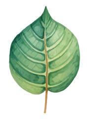 Watercolor green leaf png. Green leaf from tree and plant on transparent background. Vector illustration.
