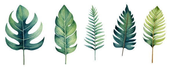 Set of watercolor tropical leaves on transparent background. Watercolor tropical forest leaves. Monstera, palm leaves and others. Vector illustration. - obrazy, fototapety, plakaty