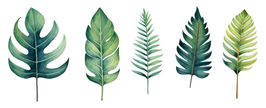 Set of watercolor tropical leaves on transparent background. Watercolor tropical forest leaves. Monstera, palm leaves and others. Vector illustration.
