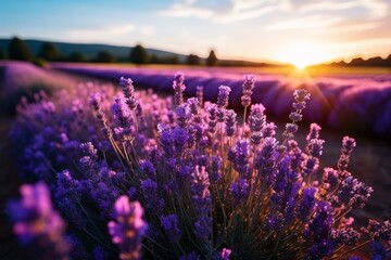 Lavandula angustifolia blooming in vibrant lavender field- agriculture harvest landscape