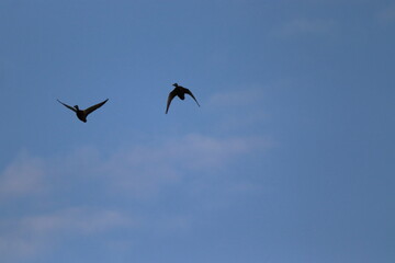 silhouettes of birds flying across the blue sky