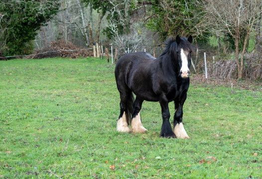 Black Irish Cob in a green field