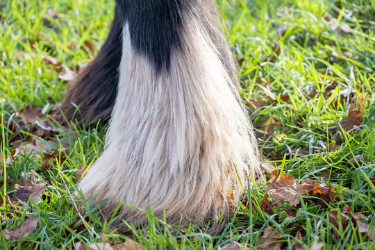Irish Cob fetlock white and black hair