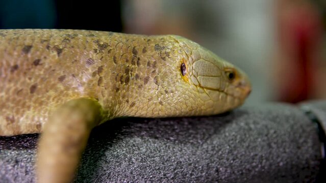 skink tenacious The Solomon Islands skink on white background. High quality photo