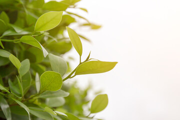 Closeup macro of fresh green leaf texture background