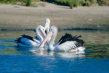 Pelicans and others in interesting poses