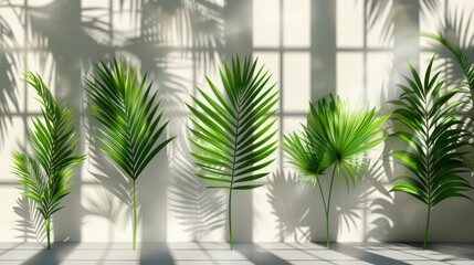 The modern has shadow overlays on a transparent background. There are shadow overlays on a transparent background of leaves and palm leaves.