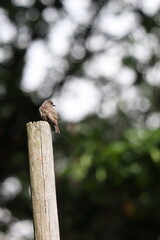 sparrow on a fence