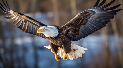 A bald eagle in flight a symbol of freedom and strength - obrazy, fototapety, plakaty