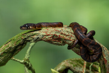 The Black Python or Boelen's Python (Simalia boeleni) is a species of python endemic to the...